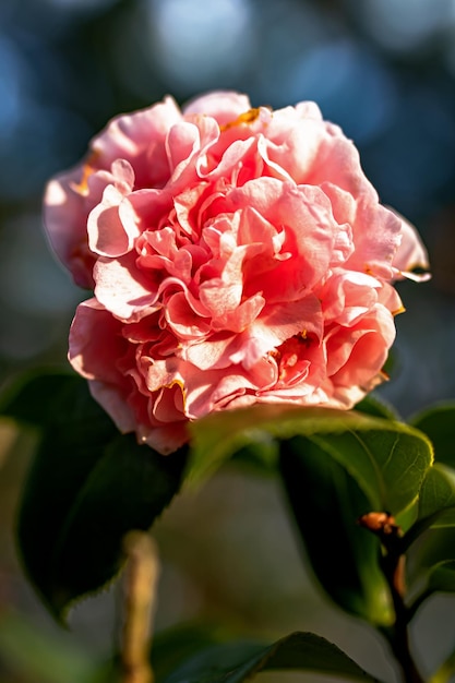 写真 あなたのための花