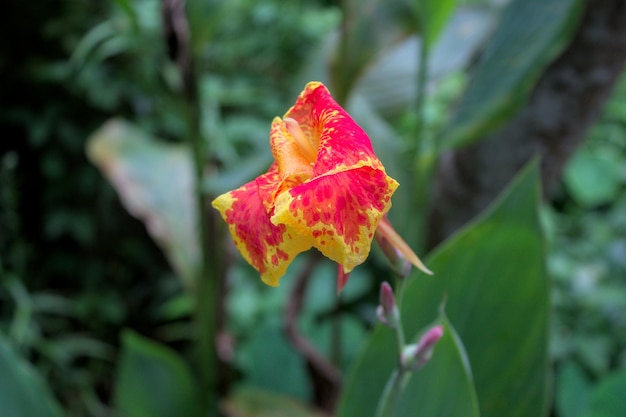 Photo a flower in the forest