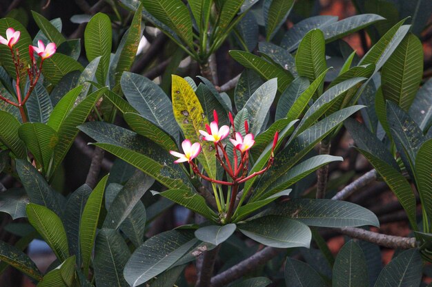 A flower in the forest