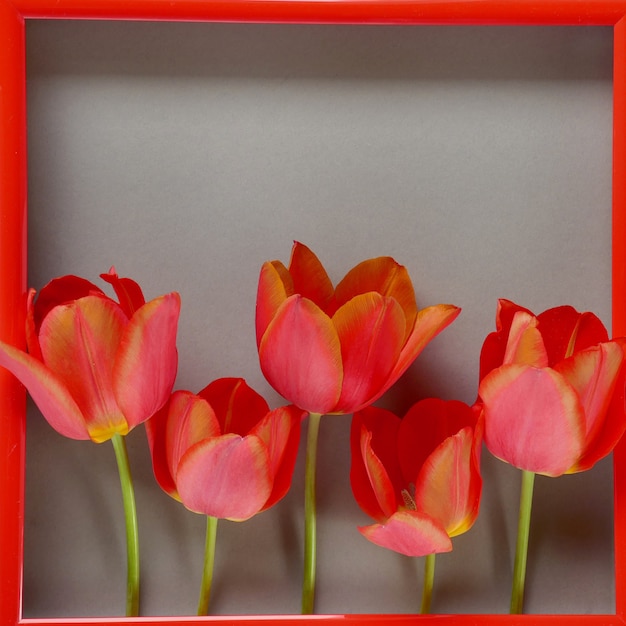 Foto cornice floreale carta di fiori. tulipani rossi in cornice rossa su uno sfondo grigio. festa della mamma. giornata internazionale della donna.