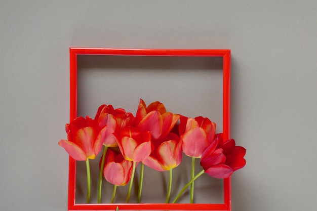 Foto cornice floreale carta di fiori. tulipani rossi nella cornice rossa