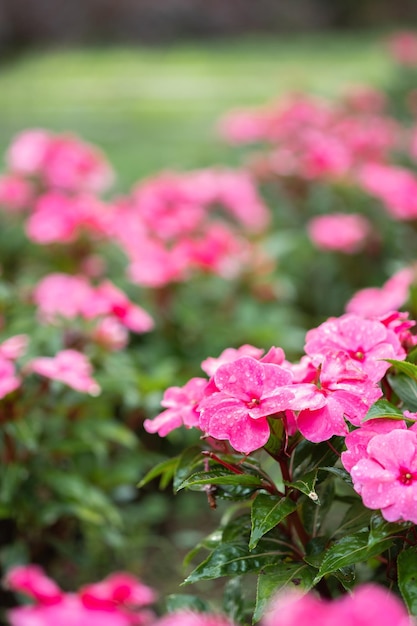 Fiore e fresco nel giardino. spazio di fiori e copia. messa a fuoco selettiva.