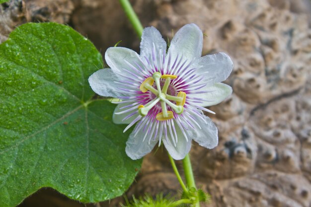 Fiore dalla thailandia