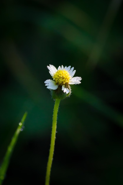 明るい晴れた日に庭に満開の花