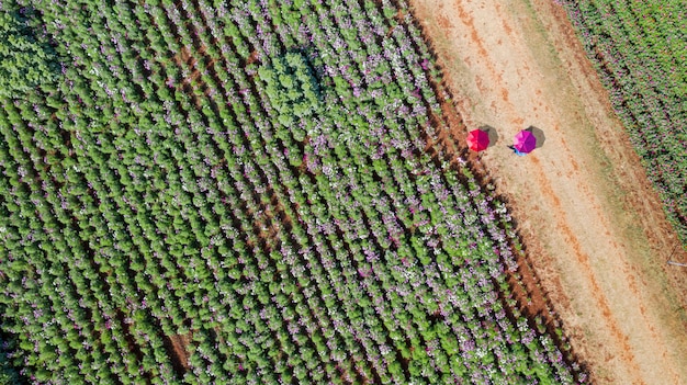 Flower garden, Aerial top view, background with beautiful colorful umbrellas