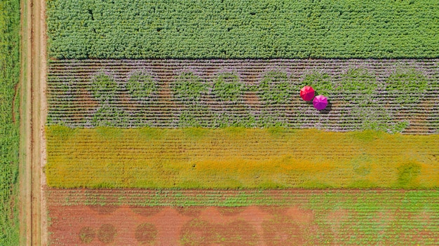 Flower garden, aerial top view, background with colorful umbrellas