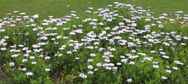 色とりどりの花々の花園