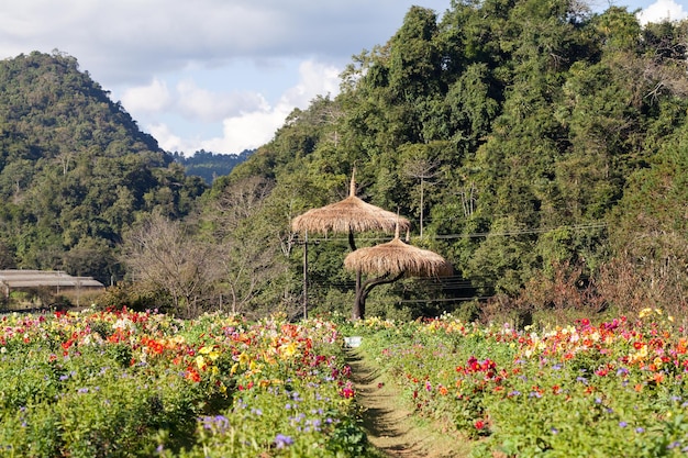 태국 도이앙캉 치앙마이 꽃밭