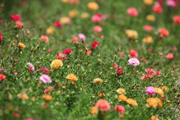 flower garden in full bloom