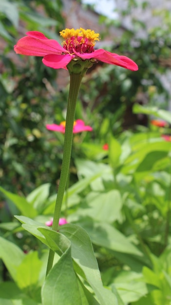 Fiore nel giardino premium fotografico di alta qualità