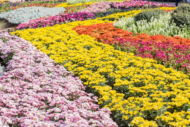 写真 公園のフラワーガーデン