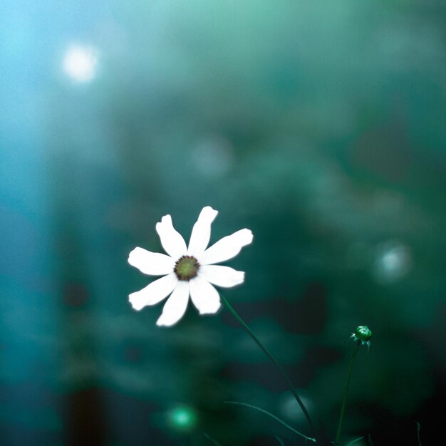 月光下的花園自然和花園概念
