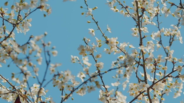 Flower in garden in morning small white flowers on a tree tree in spring young fragile twigs with