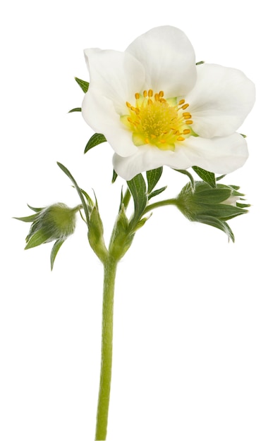 Flower of garden strawberry