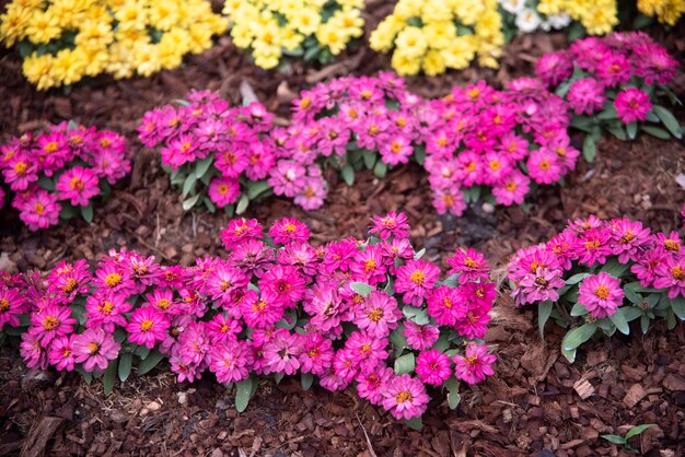 Flower in the garden, tropical park