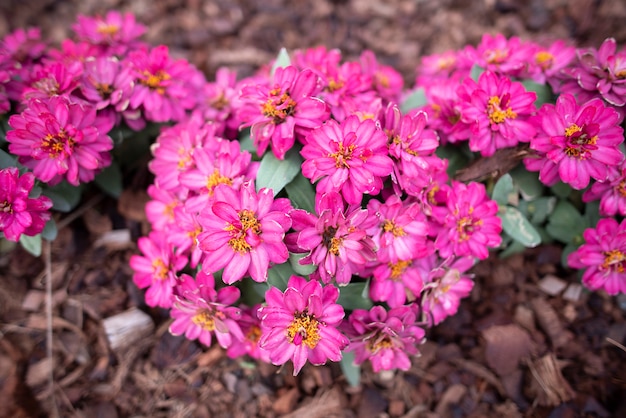 Flower in the garden, tropical park