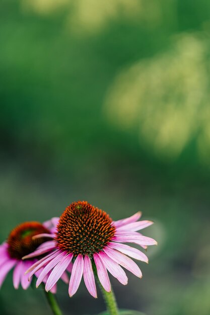 Flower in garden with blurred green background and copy space