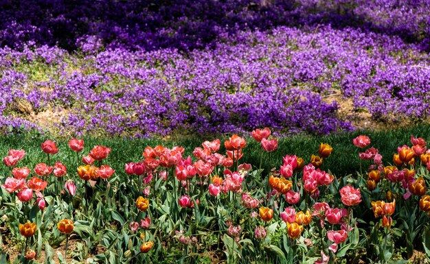 Flower garden with pink tulips