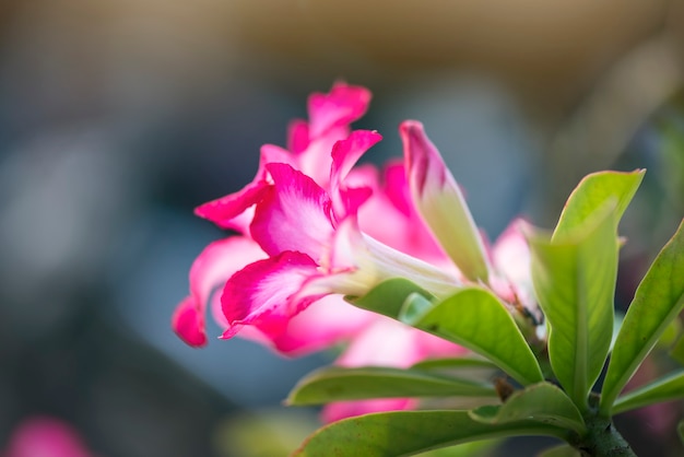 Flower on garden