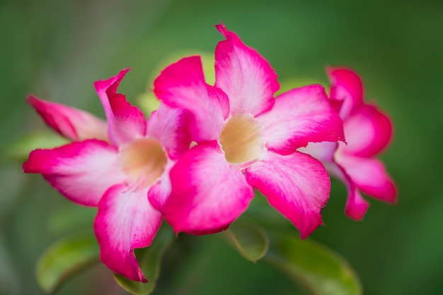 Flower on garden