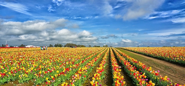 flower garden