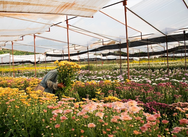 Flower garden