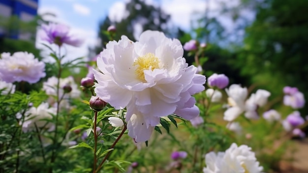 flower in garden