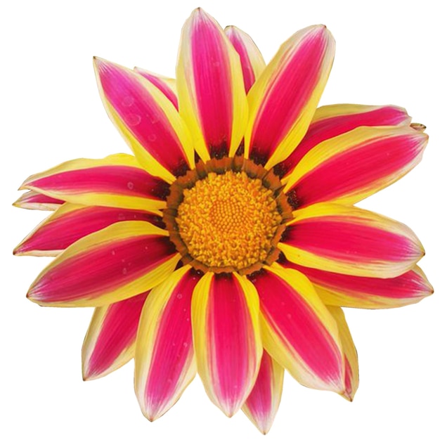 꽃 Gazania Rigens 성장 흰색 배경