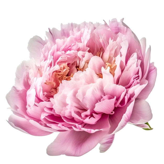 A flower gently pink peony isolated on white background generate ai