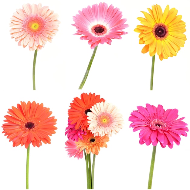 Flower gerbera