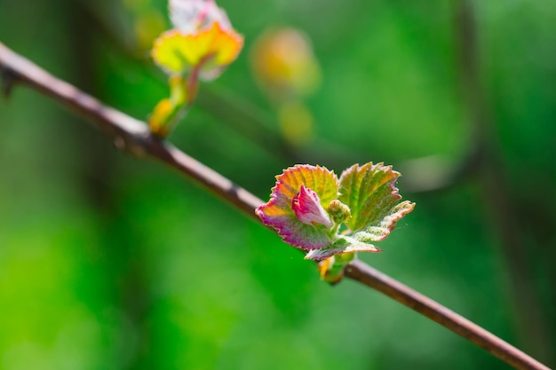 Flower of grape