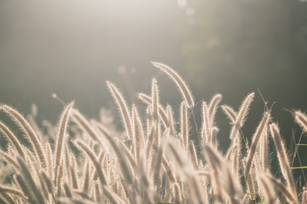 Photo flower grass against sunlight