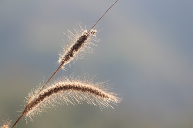 Erba fiorita bellissima