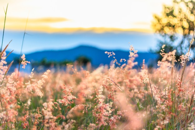 Photo flower grass with blurry mountain background.