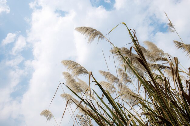 Flower grass with the sky.