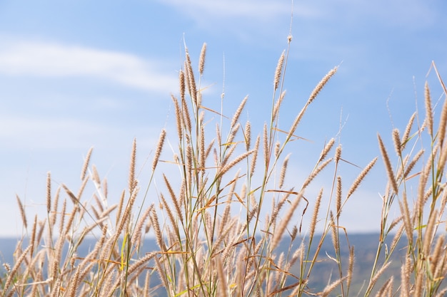 Flower of grass