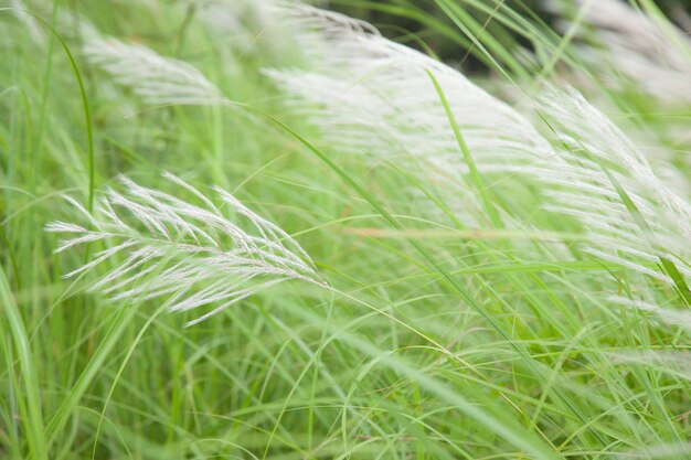 Flower of grass