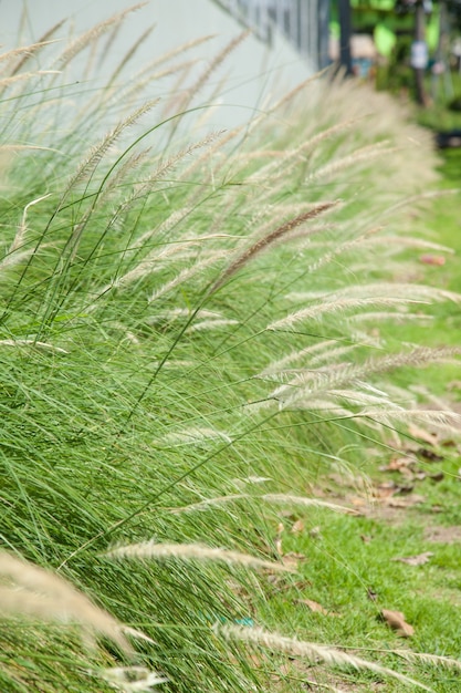 Flower of grass