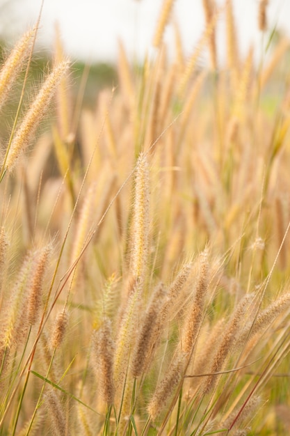 flower of the grass