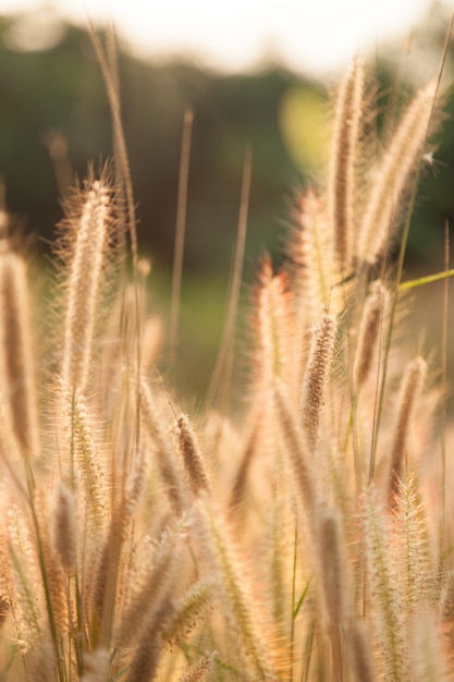 flower of the grass