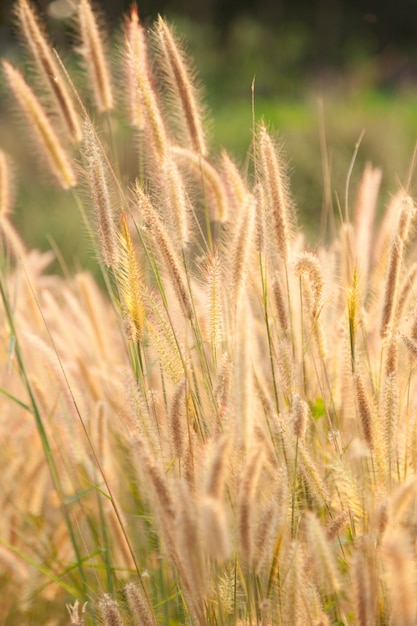 flower of the grass