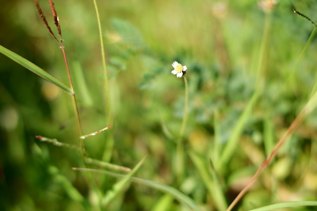 A flower in the grass