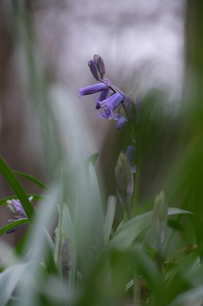 Photo a flower in the grass