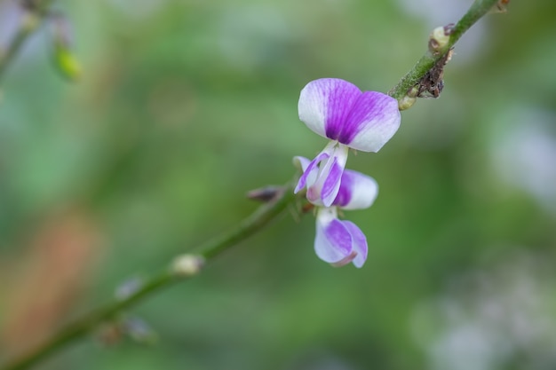 flower on the green background