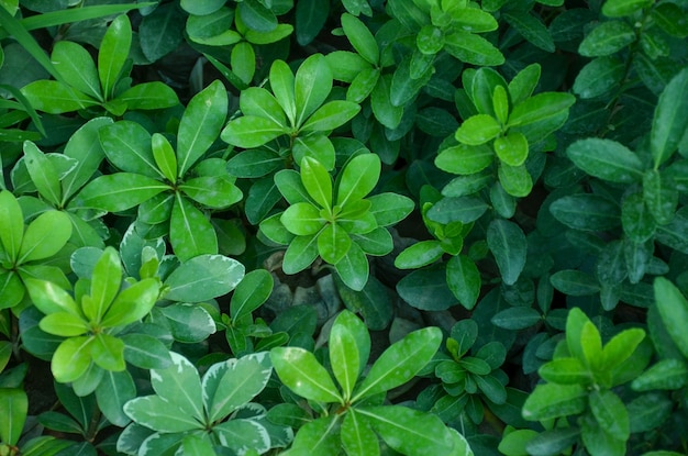 Photo flower green background