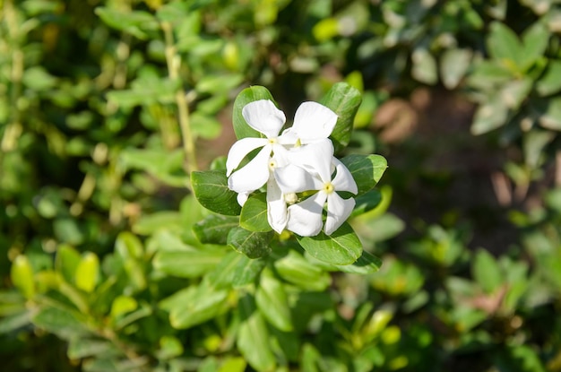 Photo flower green background