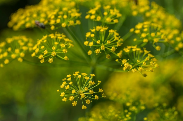 Цветки зеленого укропа (Anethum graveolens) растут на сельскохозяйственных полях.