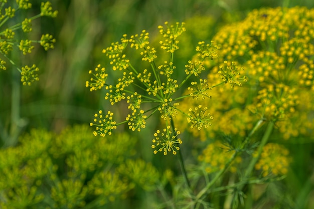 Flower of green dill (Anethum graveolens) grow in agricultural field.
