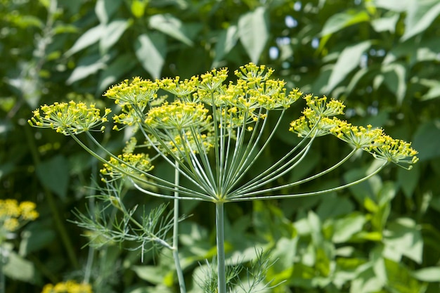 Photo flower of green dill fennel bright blurred background artistic selected focus