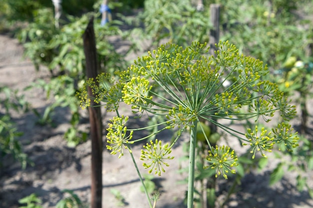 Flower of green dill fennel Bright blurred background artistic selected focus